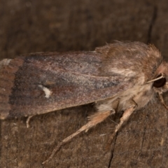 Proteuxoa (genus) at Melba, ACT - 24 Apr 2022