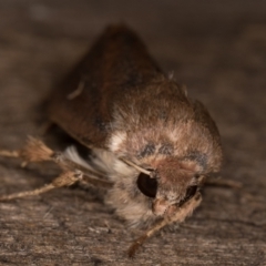 Proteuxoa (genus) at Melba, ACT - 24 Apr 2022