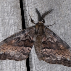 Chelepteryx collesi (White-stemmed Gum Moth) at Melba, ACT - 25 Apr 2022 by kasiaaus