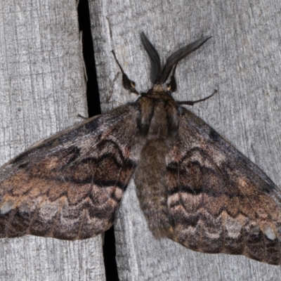 Chelepteryx collesi (White-stemmed Gum Moth) at Melba, ACT - 24 Apr 2022 by kasiaaus