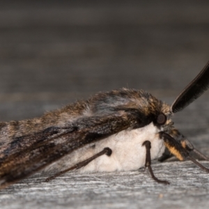 Chelepteryx collesi at Melba, ACT - 25 Apr 2022