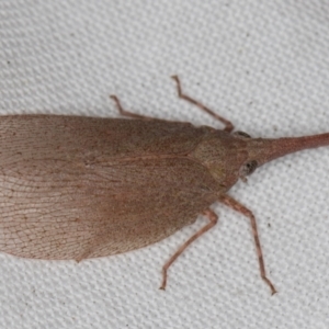 Rentinus dilatatus at Melba, ACT - 24 Apr 2022