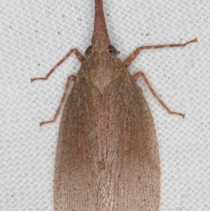 Rentinus dilatatus at Melba, ACT - 24 Apr 2022