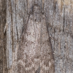 Heteromicta pachytera (Galleriinae subfamily moth) at Melba, ACT - 25 Apr 2022 by kasiaaus