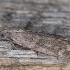 Heteromicta pachytera at Melba, ACT - 26 Apr 2022