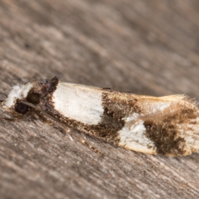 Monopis icterogastra (Wool Moth) at Melba, ACT - 25 Apr 2022 by kasiaaus