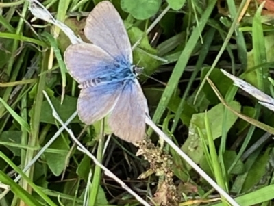 Zizina otis (Common Grass-Blue) at Fentons Creek, VIC - 4 May 2022 by KL