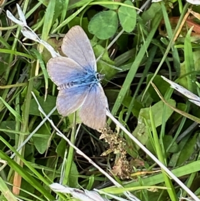 Zizina otis (Common Grass-Blue) at Fentons Creek, VIC - 4 May 2022 by KL