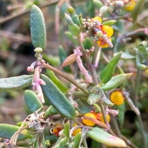 Einadia nutans at Fentons Creek, VIC - suppressed