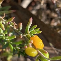 Enchylaena tomentosa var. tomentosa (Ruby Saltbush) at Suttons Dam - 4 May 2022 by KL