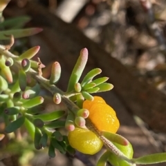 Enchylaena tomentosa var. tomentosa (Ruby Saltbush) at Fentons Creek, VIC - 4 May 2022 by KL