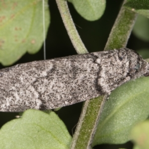 Smyriodes undescribed species nr aplectaria at Melba, ACT - 26 Apr 2022