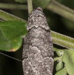 Smyriodes undescribed species nr aplectaria at Melba, ACT - 26 Apr 2022