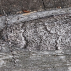 Smyriodes undescribed species nr aplectaria at Melba, ACT - 26 Apr 2022 12:06 AM