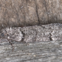 Smyriodes undescribed species nr aplectaria at Melba, ACT - 26 Apr 2022