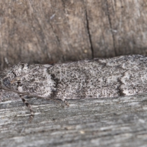 Smyriodes undescribed species nr aplectaria at Melba, ACT - 26 Apr 2022