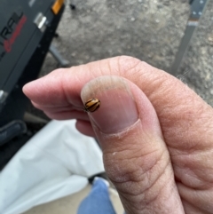 Micraspis frenata (Striped Ladybird) at Parkes, NSW - 4 May 2022 by SimoneC