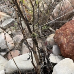 Unidentified Damselfly (Zygoptera) at Lightning Ridge, NSW - 28 Apr 2022 by SimoneC