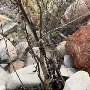 Anax papuensis at Lightning Ridge, NSW - 28 Apr 2022 01:17 PM