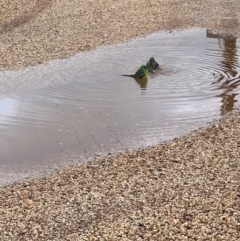 Psephotus haematonotus (Red-rumped Parrot) at Lightning Ridge, NSW - 28 Apr 2022 by SimoneC