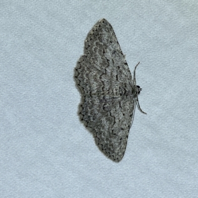 Psilosticha attacta (Looper Moth) at QPRC LGA - 4 May 2022 by Steve_Bok