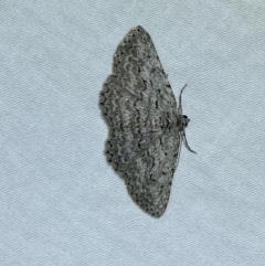 Psilosticha attacta (Looper Moth) at Jerrabomberra, NSW - 4 May 2022 by Steve_Bok