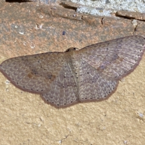 Epicyme rubropunctaria at Jerrabomberra, NSW - 4 May 2022