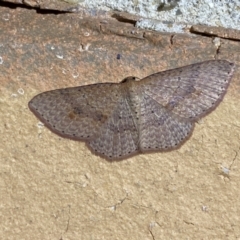 Epicyme rubropunctaria at Jerrabomberra, NSW - 4 May 2022