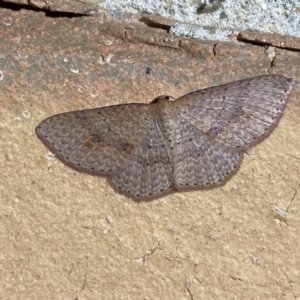 Epicyme rubropunctaria at Jerrabomberra, NSW - 4 May 2022