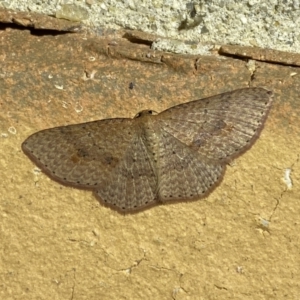 Epicyme rubropunctaria at Jerrabomberra, NSW - 4 May 2022