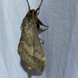 Oxycanus antipoda at Jerrabomberra, NSW - suppressed