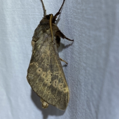 Oxycanus antipoda (Late Oxycanus) at Jerrabomberra, NSW - 4 May 2022 by SteveBorkowskis