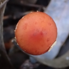 Leratiomcyes ceres (Red Woodchip Fungus) at Cook, ACT - 2 May 2022 by drakes