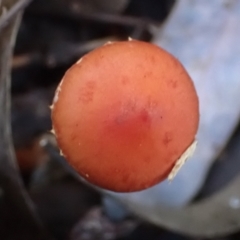 Leratiomyces ceres (Red Woodchip Fungus) at Cook, ACT - 2 May 2022 by drakes