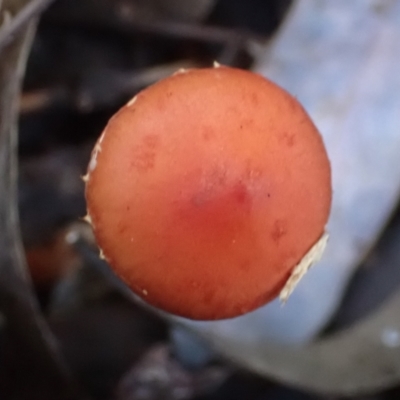 Leratiomyces ceres (Red Woodchip Fungus) at Cook, ACT - 2 May 2022 by drakes