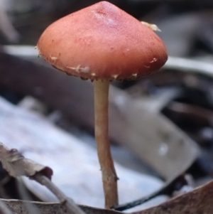 Leratiomcyes ceres at Cook, ACT - 2 May 2022