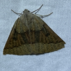 Androchela milvaria (Four-spot Cape-moth) at QPRC LGA - 4 May 2022 by Steve_Bok