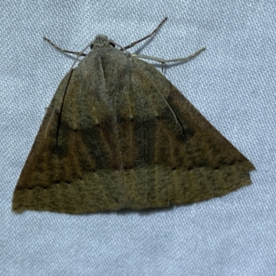 Androchela milvaria (Four-spot Cape-moth (Ennominae)) at Jerrabomberra, NSW - 4 May 2022 by SteveBorkowskis