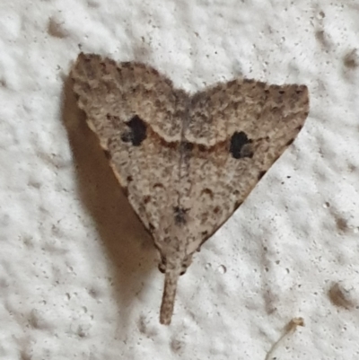 Trigonistis asthenopa (Tiny Snout) at Turner, ACT - 5 May 2022 by LD12