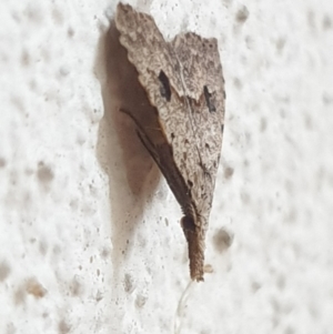 Trigonistis asthenopa at Turner, ACT - 5 May 2022 07:07 AM