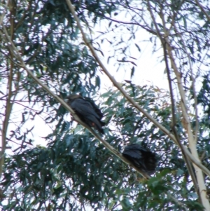 Calyptorhynchus lathami lathami at Penrose, NSW - 30 Apr 2022