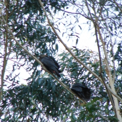 Calyptorhynchus lathami lathami (Glossy Black-Cockatoo) at Penrose, NSW - 30 Apr 2022 by Aussiegall