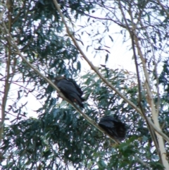 Calyptorhynchus lathami (Glossy Black-Cockatoo) at Penrose, NSW - 30 Apr 2022 by Aussiegall