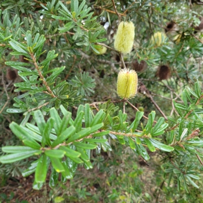 Banksia marginata (Silver Banksia) at Sutton Street Crown Reserve Berrima - 4 May 2022 by HAKemp