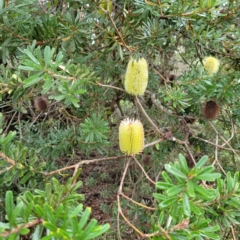 Banksia marginata at Berrima, NSW - 5 May 2022 09:09 AM