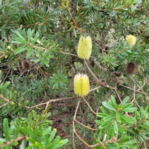 Banksia marginata at Berrima, NSW - 5 May 2022