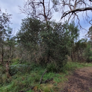 Banksia marginata at Berrima, NSW - 5 May 2022