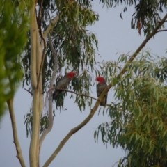 Callocephalon fimbriatum (Gang-gang Cockatoo) at Oakey Hill - 3 May 2022 by jedp03