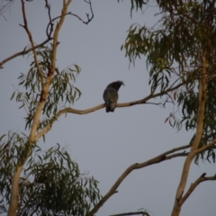 Callocephalon fimbriatum at Lyons, ACT - suppressed