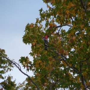 Callocephalon fimbriatum at Lyons, ACT - 4 May 2022